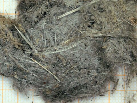 Asbestos analysis of sprayed asbestos, loose fill asbestos fibres | © CRB Analyse Service GmbH